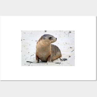 Seal pup on the beach on Kangaroo Island in South Australia Posters and Art